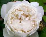 Rose in weiß